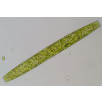 Pleurotaenium crenulatum