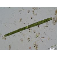Pleurotaenium nodulosum