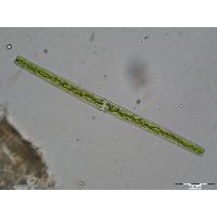 Pleurotaenium rectum