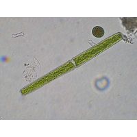 Haplotaenium rectum
