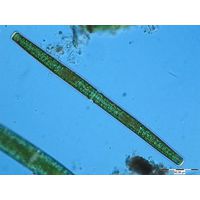 Pleurotaenium rectum