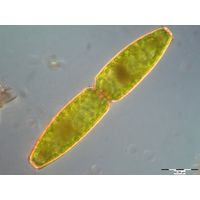 Pleurotaenium truncatum