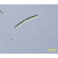 Roya obtusa