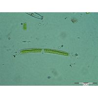 Roya anglica