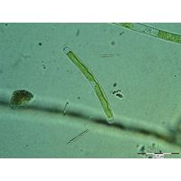 Roya anglica