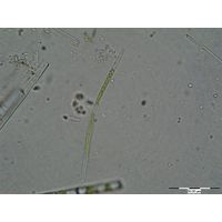 Roya pseudoclosterium