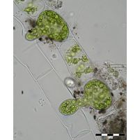 Spirogyra