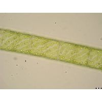 Spirogyra