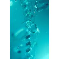 Spirogyra