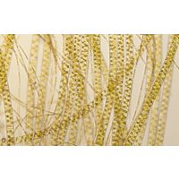 Spirogyra