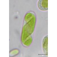 Spirotaenia endospira