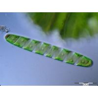 Spirotaenia condensata