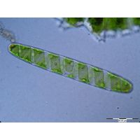 Spirotaenia condensata