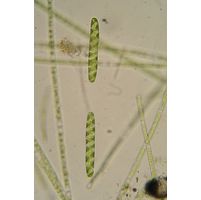 Spirotaenia condensata