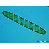 Spirotaenia condensata