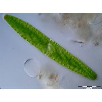 Spirotaenia obscura