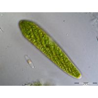 Spirotaenia obscura