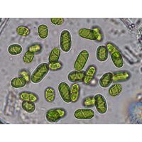 Spirotaenia