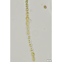 Spondylosium pulchellum