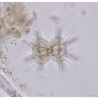 Staurastrum arctiscon