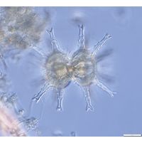 Staurastrum arctiscon