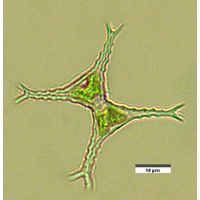 Staurastrum bloklandiae