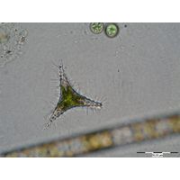 Staurastrum eurycerum