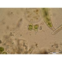 Staurastrum inflexum