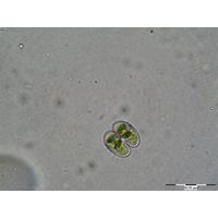 Staurastrum muticum