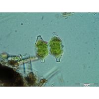 Staurastrum sexcostatum