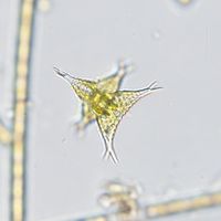 Staurastrum subcruciatum