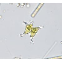 Staurastrum subcruciatum