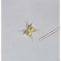 Staurastrum subcruciatum