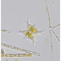 Staurastrum subcruciatum