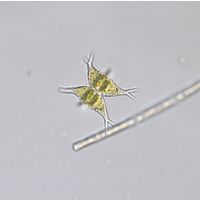 Staurastrum subcruciatum