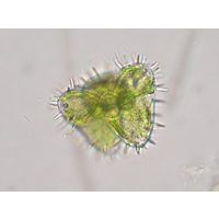 Staurastrum teliferum