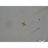 Staurastrum tetracerum