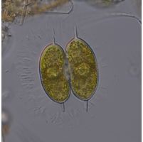 Staurodesmus convergens