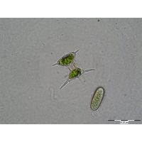 Staurodesmus cuspidatus