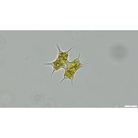 Staurodesmus octocornis