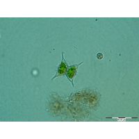 Staurodesmus omearii