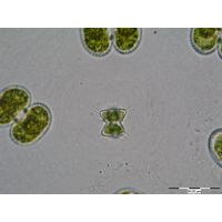 Staurodesmus pterosporus