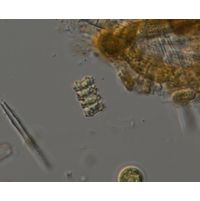Teilingia wallichii