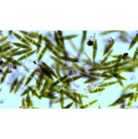 Tetmemorus granulatus