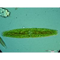 Tetmemorus granulatus