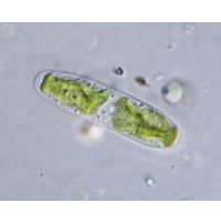 Tortitaenia bahusiensis