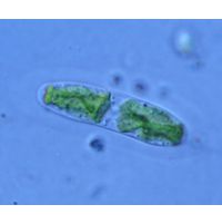 Tortitaenia bahusiensis