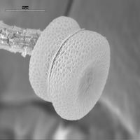 Vincularia roraimae