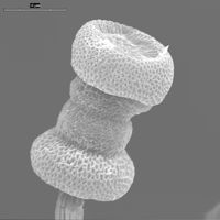 Vincularia roraimae