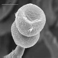 Vincularia roraimae